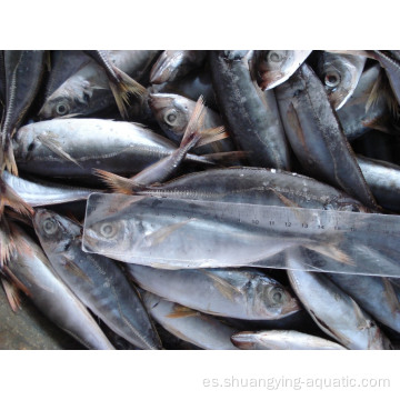 Tierra de caballos congelados pescado trachurus japonicus